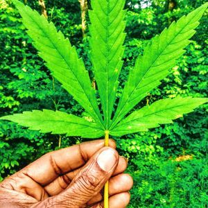 Meet your Posher, Dupree